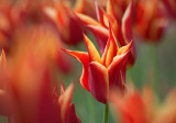 Flaming Tulip 88683