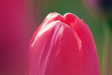 Pink Tulip Closeup 20080509