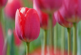 Pink Tulips 88751