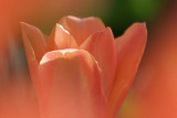 Sunlit Orange Tulip 88722