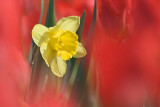 Daffodil Among Red Tulips 88727