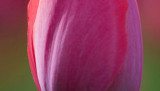 Tulip Closeup 88746
