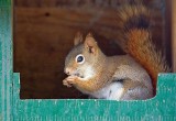 Red Squirrel In A Bird Feeder 88906