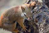 Red Squirrel On A Stump 88902