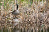 Goose On A Rock 88838