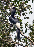 Black  white casqued hornbill_9444