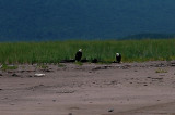 A pair of Eagles on Four Mile Beach.