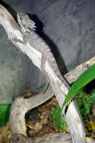 Sydney - 100 At Wildlife World Darling Harbour IMGP7041.JPG
