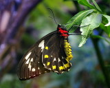 Sydney - 230 Butterfly - Wildlife World Darling Harbour IMGP7003.JPG
