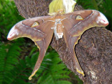 Kuranda - 070 Hercules Moth.JPG
