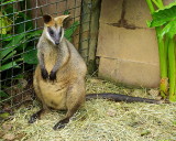 Kuranda - 100 Not a Badger IMGP7582.JPG