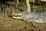 Daintree River - 90 The Business End of a Saltwater Croc.JPG