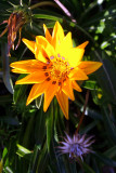 Brave Autumn Flower - Oct 2007.JPG