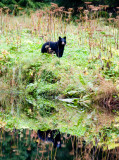two bears 800.jpg