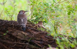 red shafted flicker