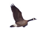 goose
