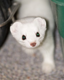 ermine close up_December 13