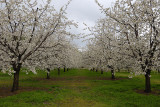 Cherry Blossom