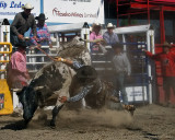 Whirling With the Bulls