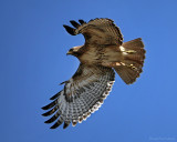 Red-tail Hawk