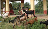 At a Mariamman temple near Mamallapuram.