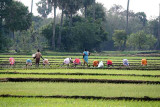 Paddy fields near Mamallapuram.