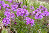 Cleft Phlox