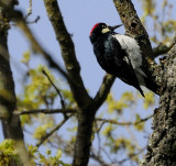 The Acorn Woodpecker