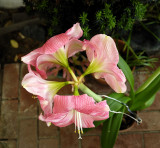 Four flowers in this Amaryllis