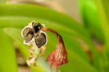 Amaryllis blossoming again