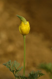 Bursting Poppy