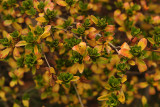 Azalea Fall Colors