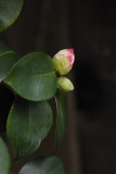 Camellia Bud