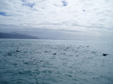 Dolphins and Ben swimming
