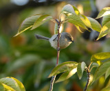 Bushtit visits the yard