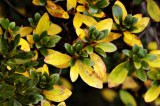 Azaleas Fall Colors