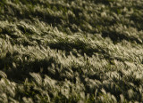 Sunlit Grasses