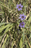 Blue Eyed Grasses