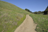 Buttercups along the Ridge Trail