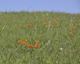 Poppies