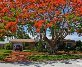 Royal Poinciana - N. Lauderdale 2010