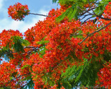 Royal Poinciana - N. Lauderdale 2010