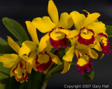 Cattleya -20R.jpg