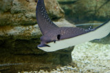 Eagle Ray