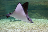 Eagle Ray