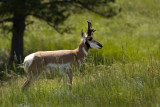 07-11-08 Custer Pronghorn Antelope 090.jpg