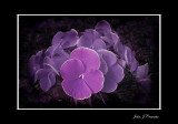 08-07-08  Purple Pansy Fantasy   .jpg