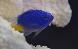Yellow  Tail In White Coral 5529.jpg