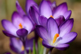 Crocus