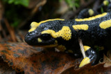 Salamandre